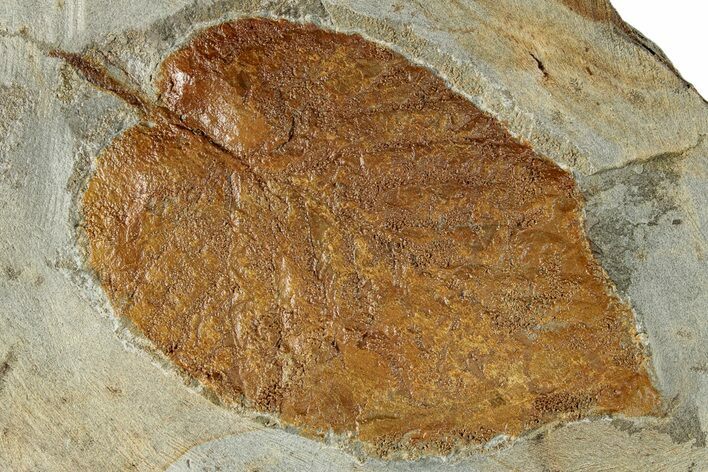 Detailed Fossil Leaf (Celtis) - Montana #268313